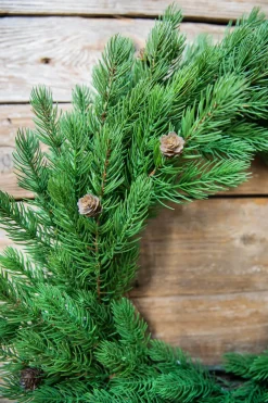 Best Decorator's Warehouse 24” Just Cut Spruce Wreath