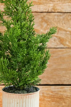 Clearance Decorator's Warehouse 18" Plastic Cypress Tree In Tin Pot