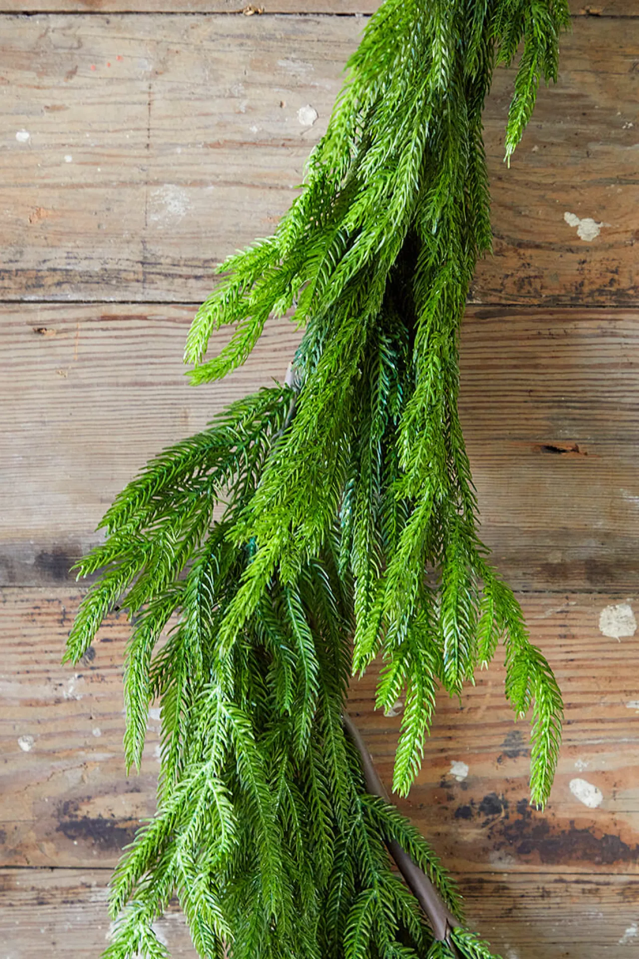 Hot Decorator's Warehouse 192” Real Touch Norfolk Pine Garland