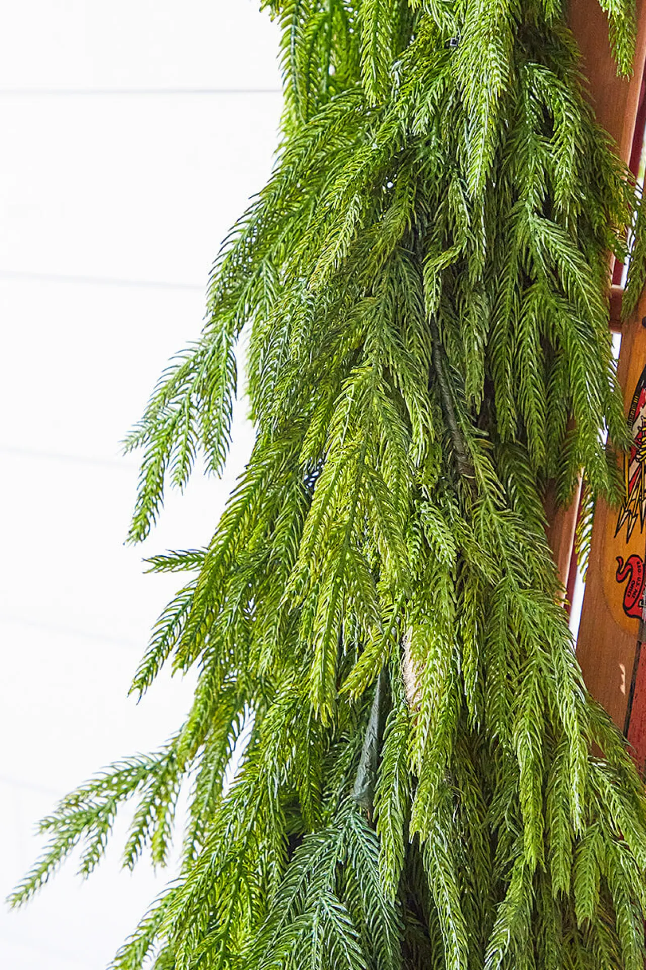 Decorator's Warehouse 47" Real Touch Norfolk Pine Dripping Garland