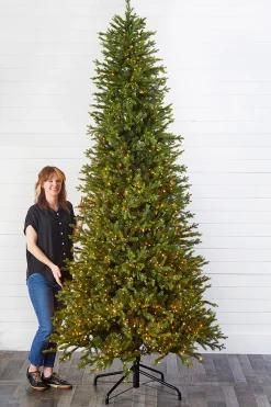 Clearance Decorator's Warehouse 10' Slim Southern Fir With 2000 3mm Lights
